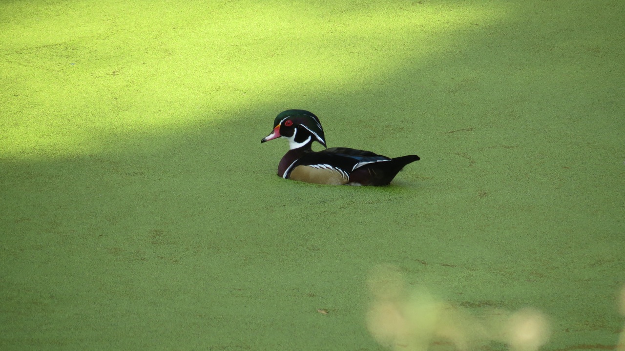 wood duck in green water.